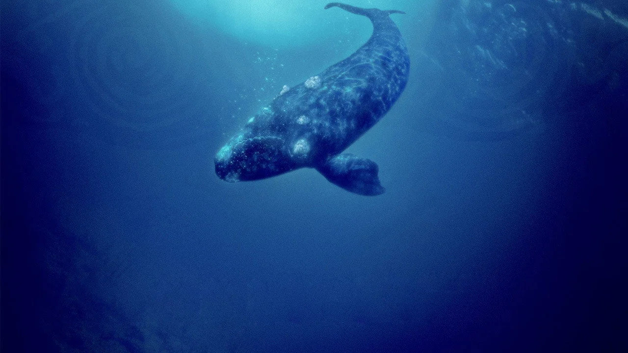 Unique Whale Rider (2003) gift ideas - Available at Popcorn Poster