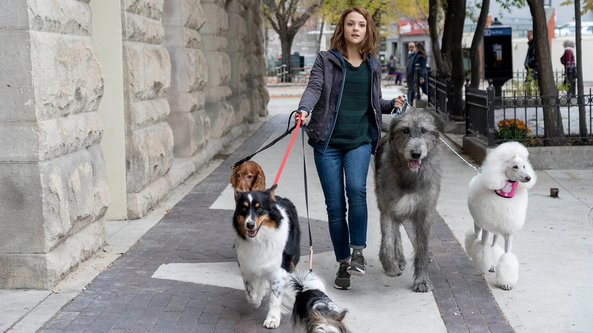 Where to buy A Dog's Journey (2019) posters - Popcorn Poster Shop