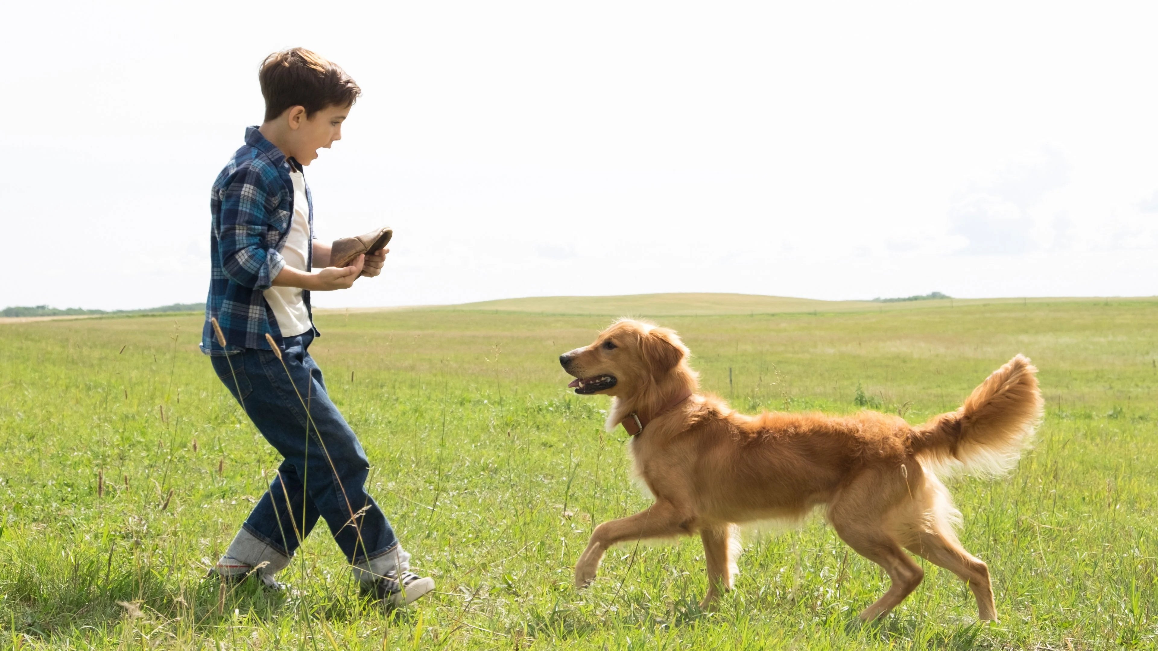 Where to buy A Dog's Purpose (2017) posters - Popcorn Poster Shop