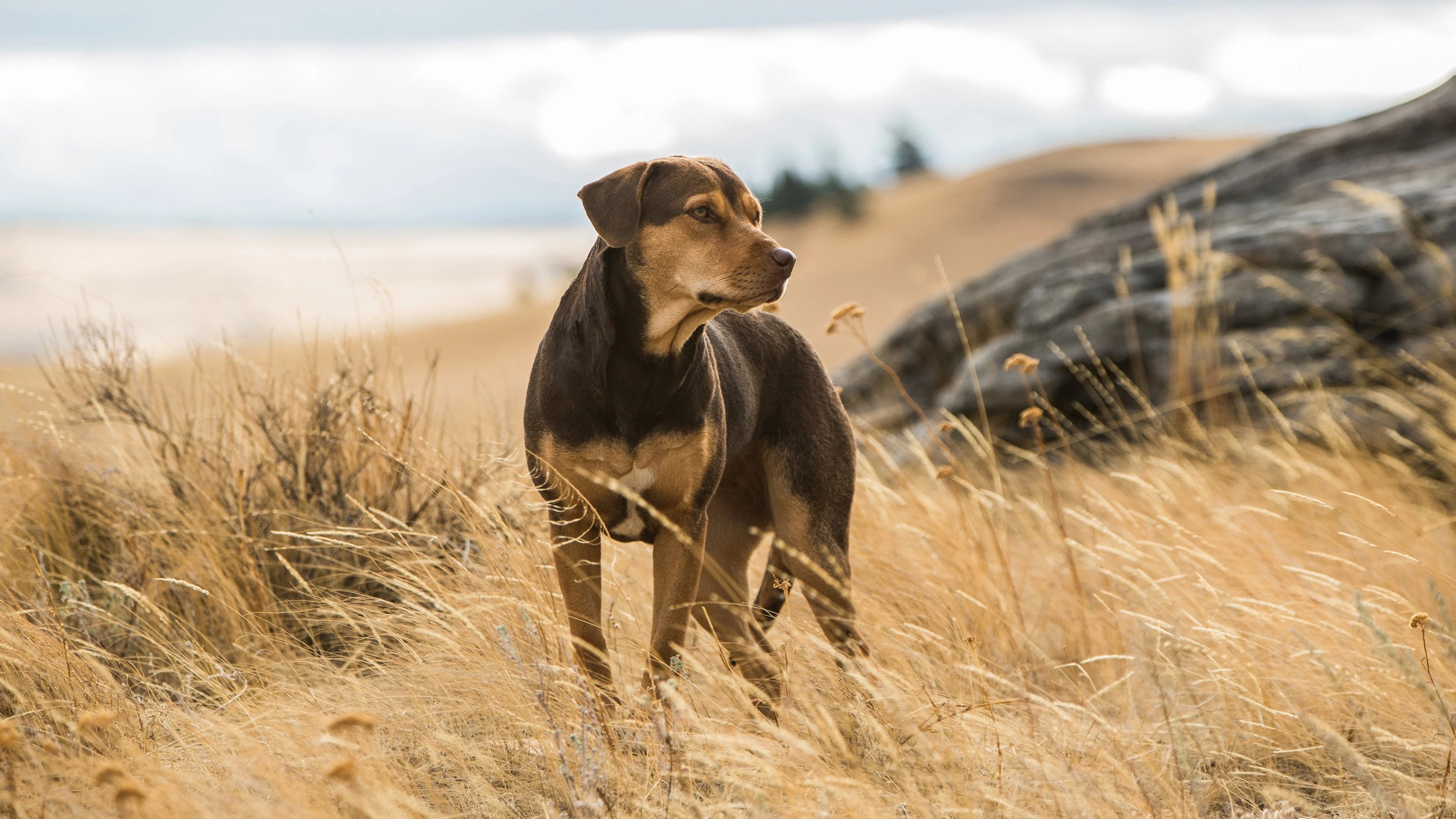 Where to buy A Dog's Way Home (2019) posters - Popcorn Poster Shop