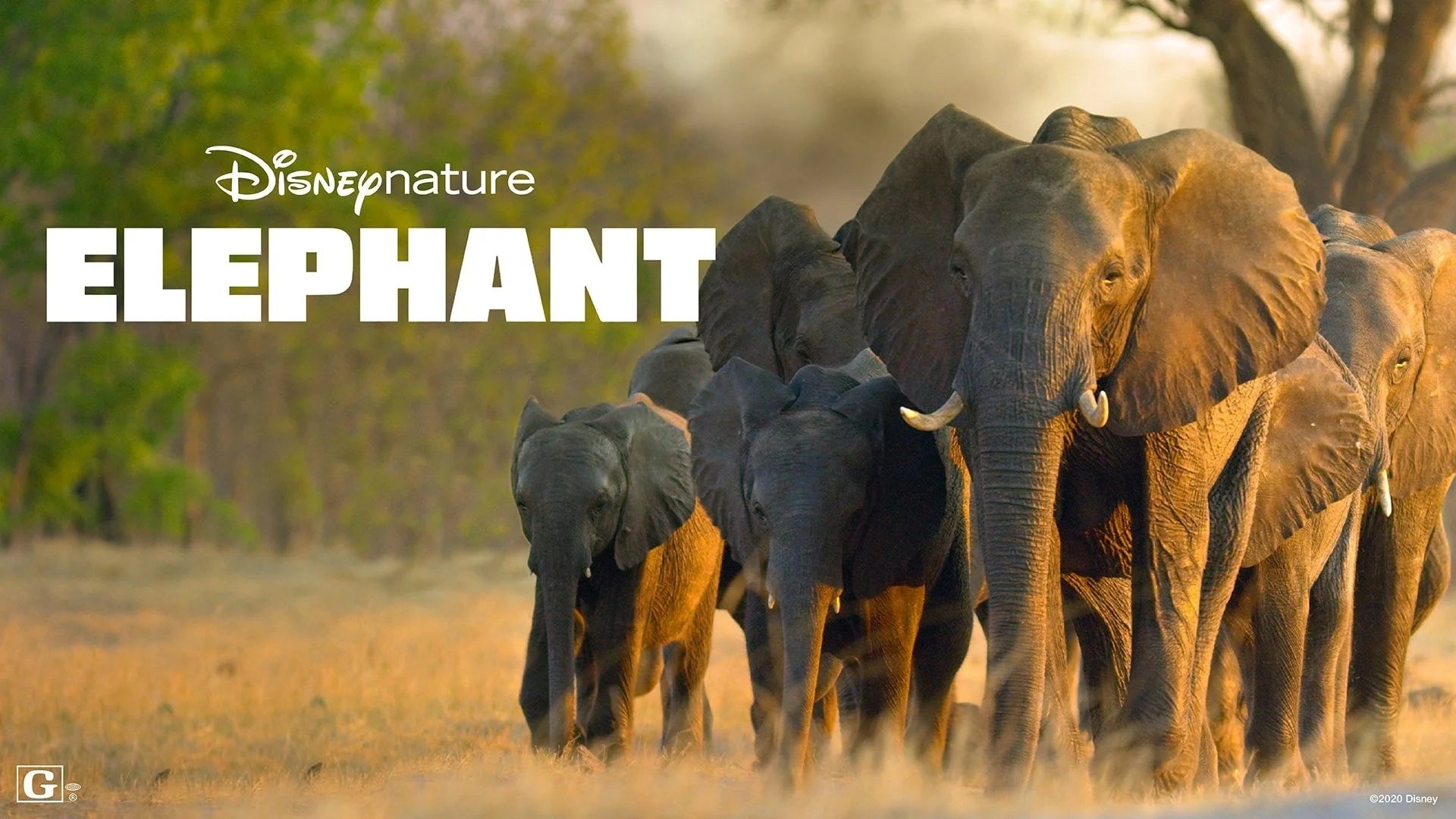 Where to buy Elephant (2020) posters - Popcorn Poster Shop