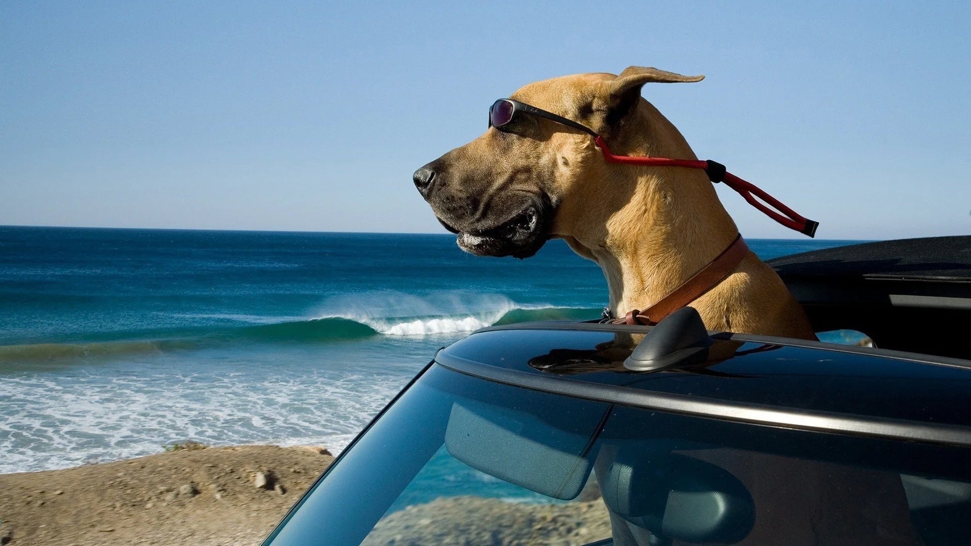 Where to buy Marmaduke (2010) posters - Popcorn Poster Shop