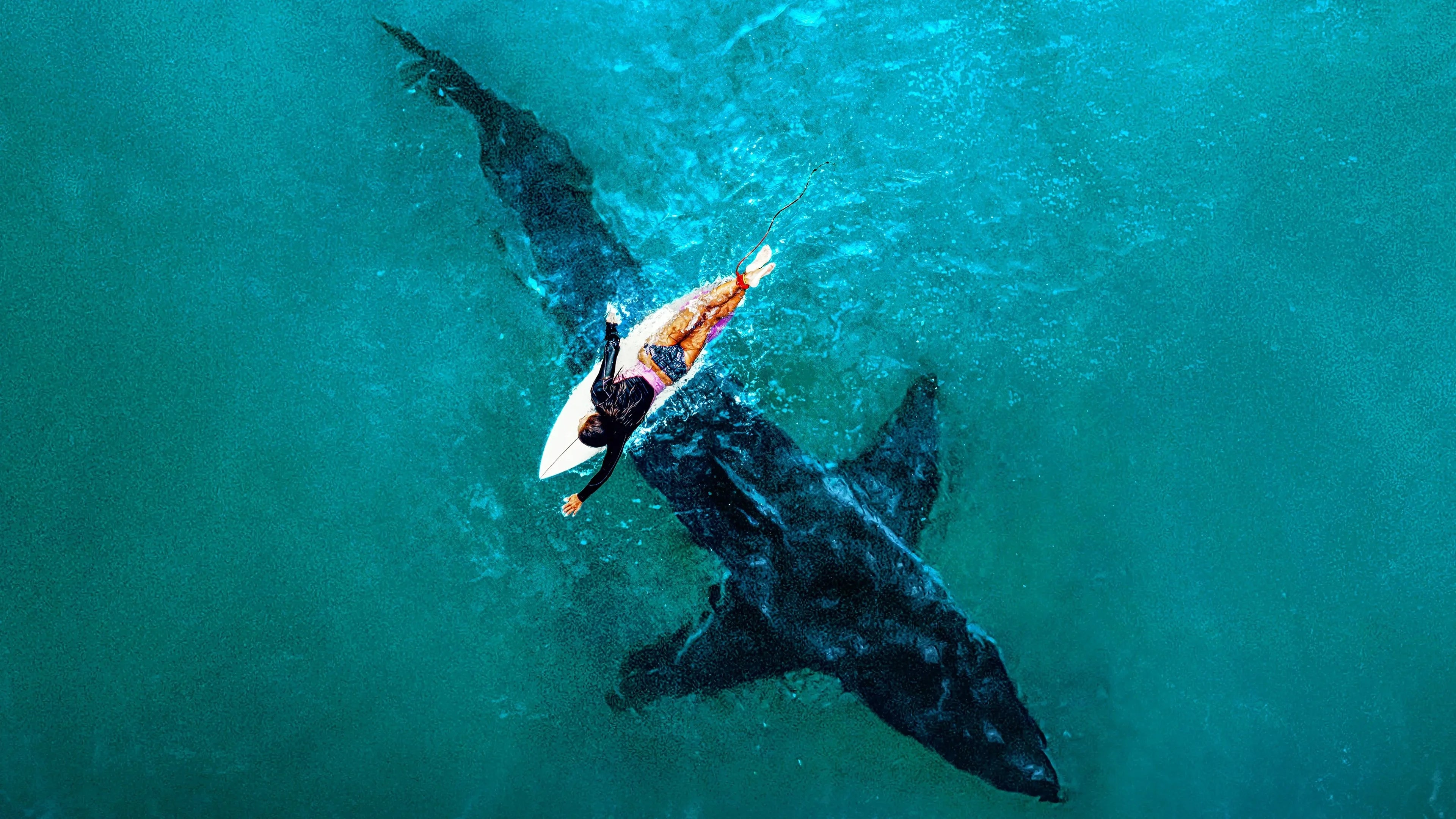 Where to buy Shark Week (1988) posters - Popcorn Poster Shop