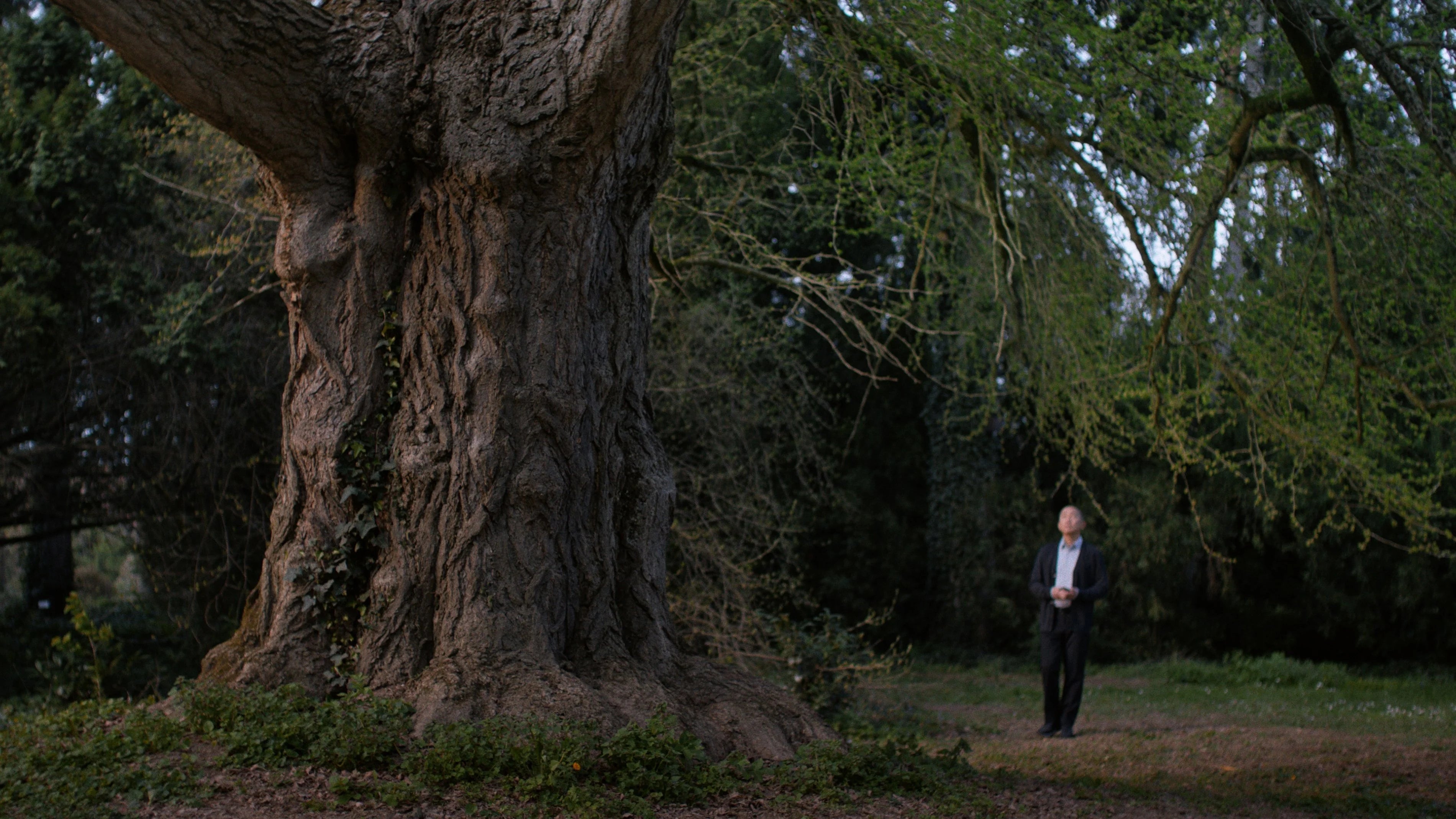 Where to buy Silent Friend (2026) posters - Popcorn Poster Shop