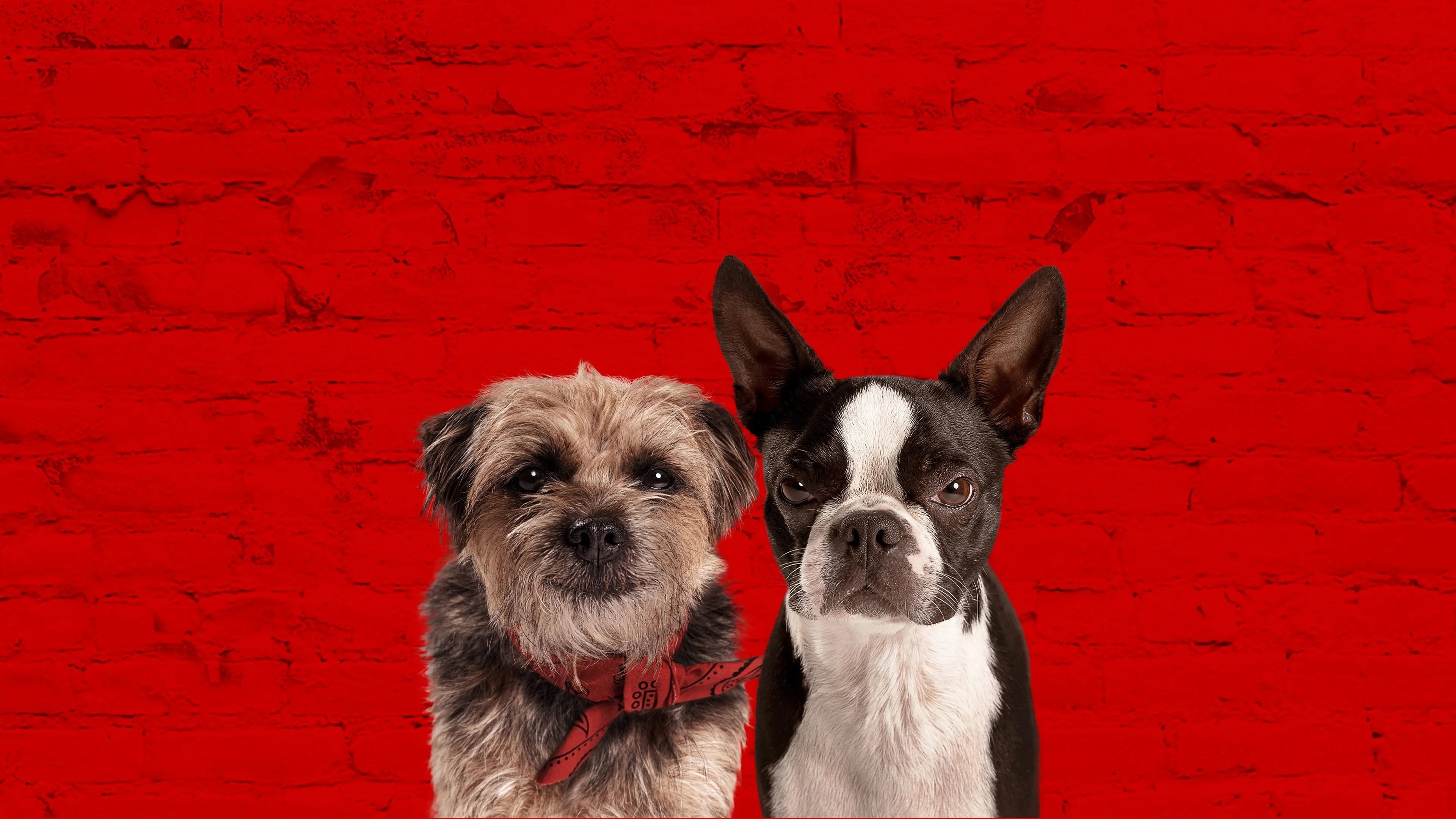 Where to buy Strays (2023) posters - Popcorn Poster Shop