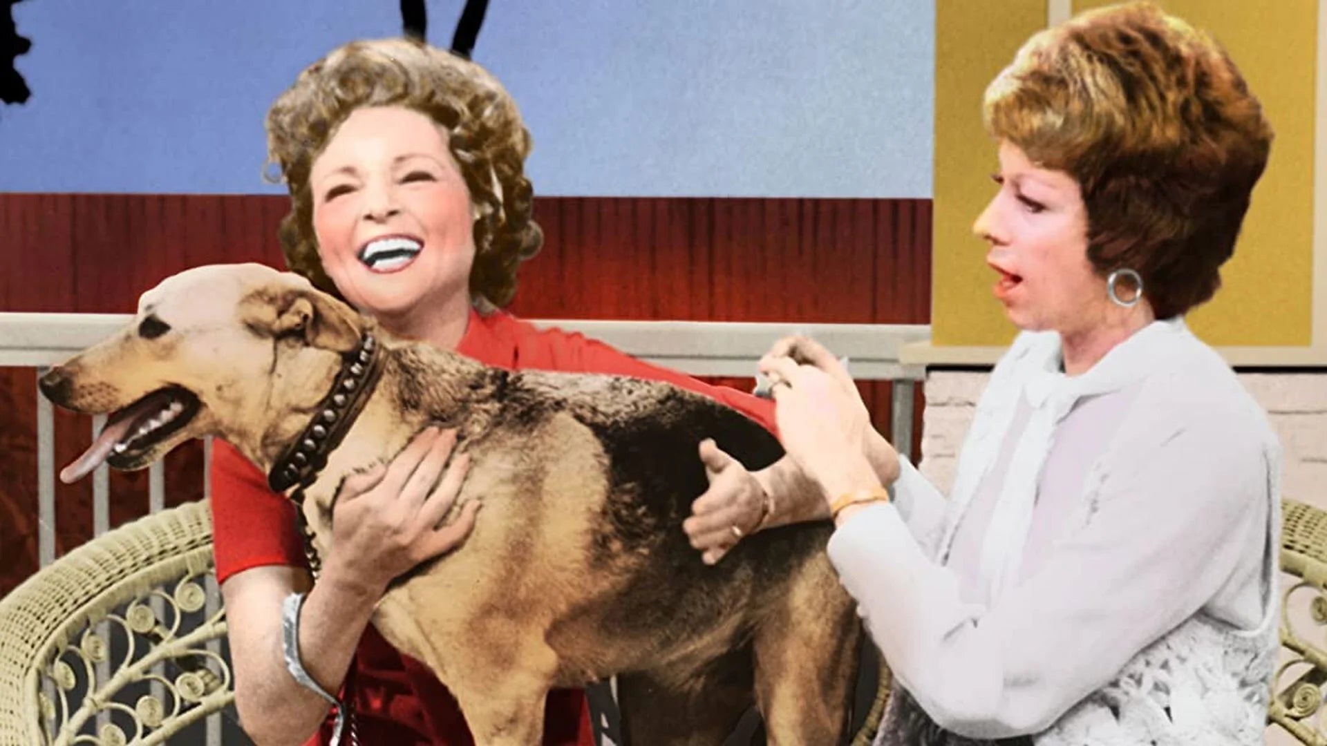 Where to buy The Pet Set (1971) posters - Popcorn Poster Shop